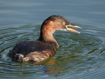 2021年10月30日(土) 服部緑地の野鳥観察記録