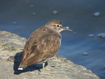 イソシギ 東京港野鳥公園 2021年10月28日(木)