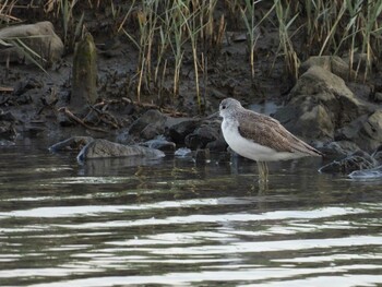 Common Greenshank Tokyo Port Wild Bird Park Thu, 10/28/2021