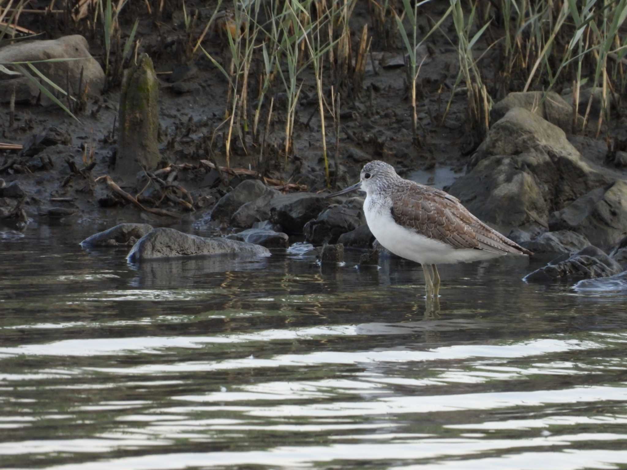 Common Greenshank