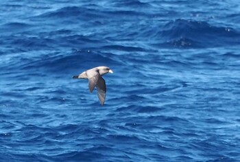 Northern Fulmar 八丈島航路 Sat, 10/30/2021