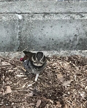 Dusky Thrush 新薬師寺 Sun, 2/7/2021