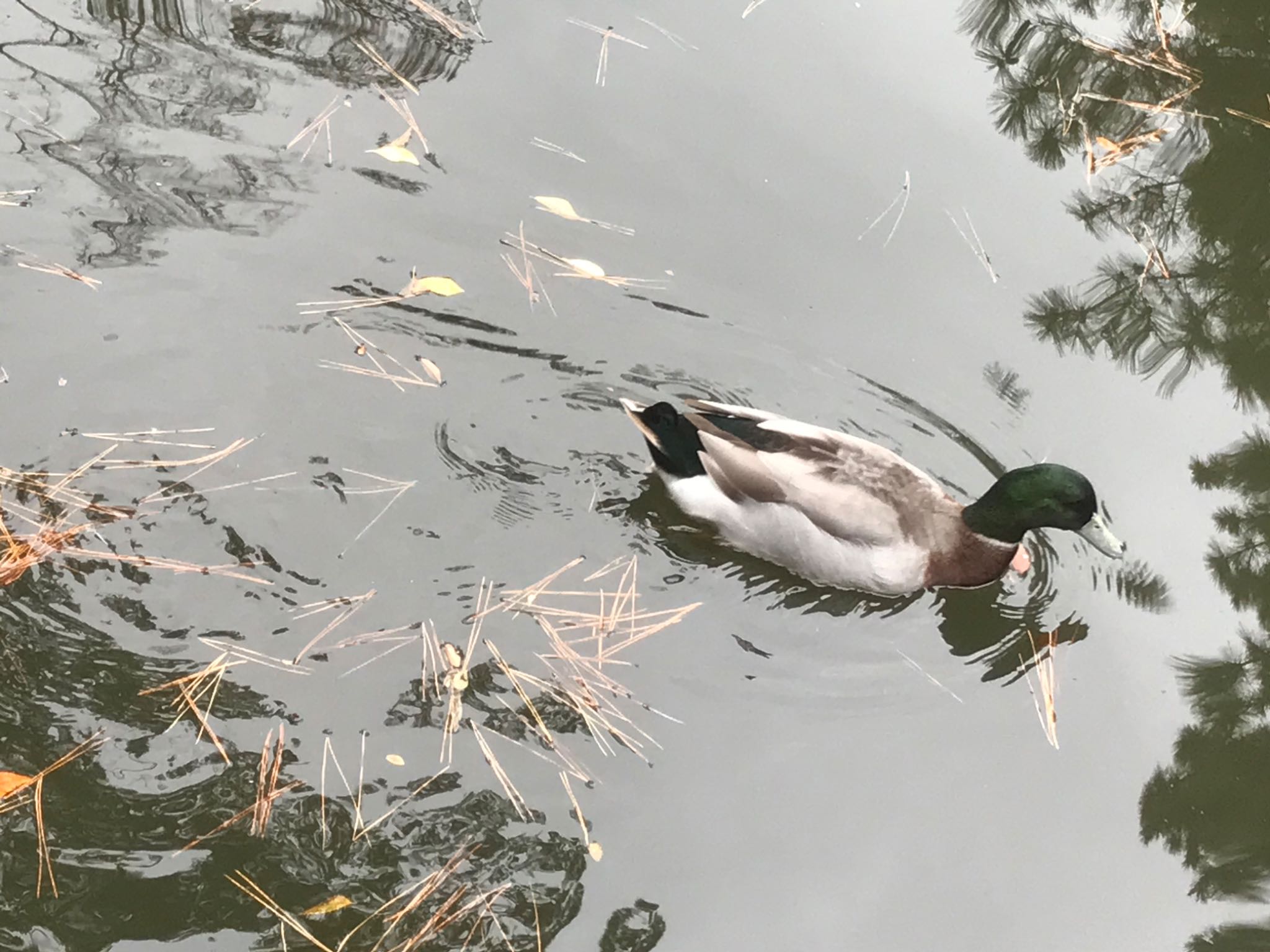 住吉大社 マガモの写真 by shima