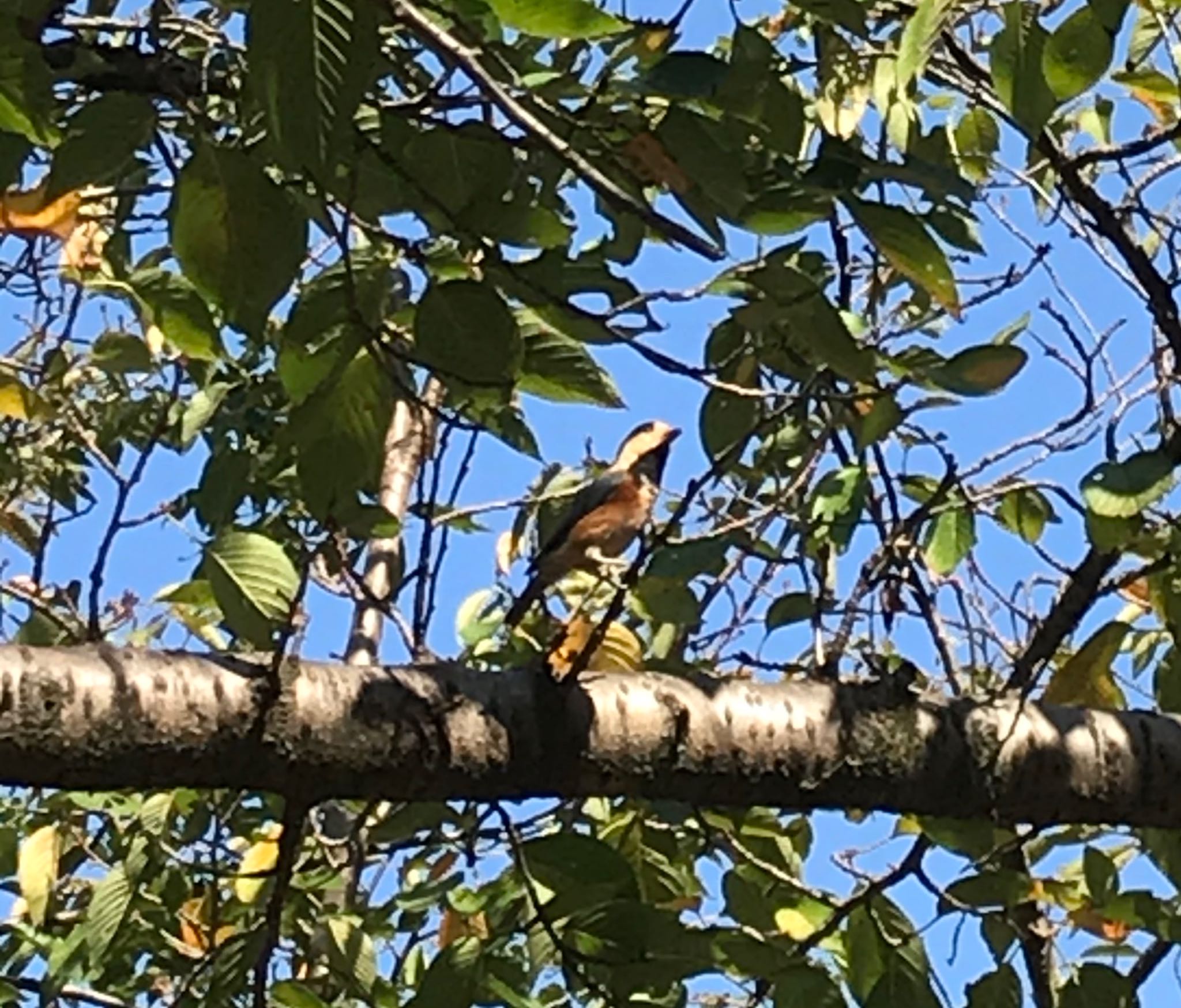 Photo of Varied Tit at 大和郡山城 by shima