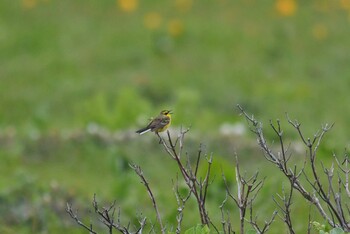 Sun, 6/27/2021 Birding report at サロベツ湿原センター(サロベツ原生花園)