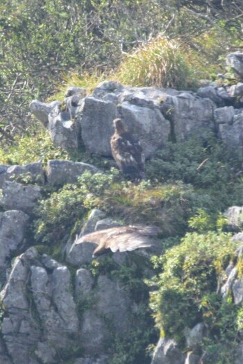 Golden Eagle 伊吹山 Sat, 7/31/2021