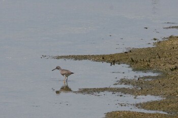 キアシシギ 大阪南港野鳥園 2021年7月25日(日)