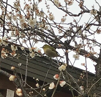 Warbling White-eye 城南宮 Tue, 2/23/2021