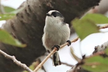 2021年10月31日(日) 柏尾川の野鳥観察記録