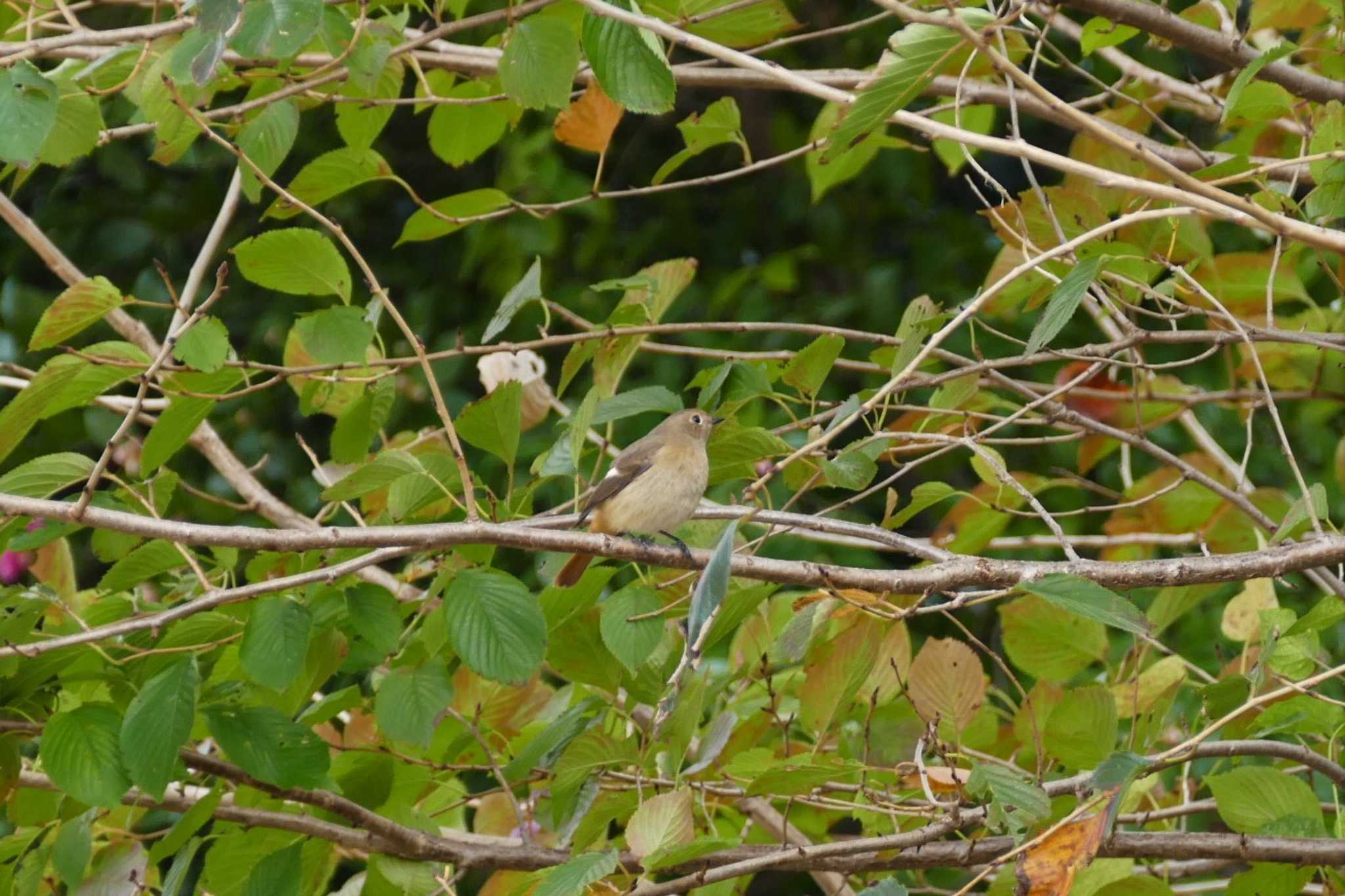 Photo of Daurian Redstart at 東京都 by アカウント5509