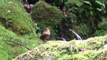 Eurasian Wren 赤目四十八滝 Sun, 5/23/2021