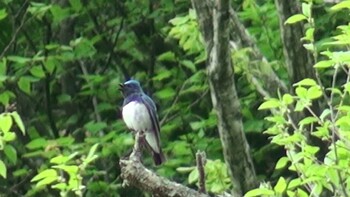 2021年5月9日(日) 朝明渓谷の野鳥観察記録
