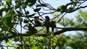 Long-tailed Tit 長谷寺 Fri, 4/30/2021