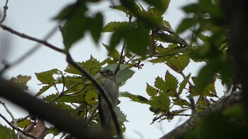 Grey-streaked Flycatcher 朝明渓谷 Sat, 9/25/2021