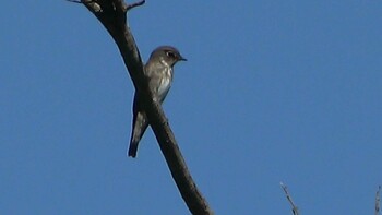 Dark-sided Flycatcher Forest Park of Mie Prefecture Sat, 10/2/2021