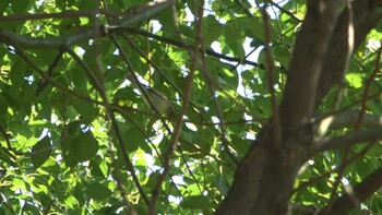 2021年9月20日(月) 南部丘陵公園の野鳥観察記録
