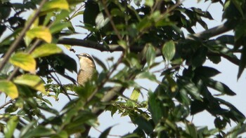 2021年10月30日(土) 三滝川上流の野鳥観察記録