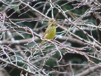2021年10月31日(日) 小山田緑地公園の野鳥観察記録