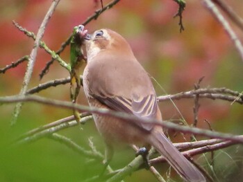 モズ 小山田緑地公園 2021年10月31日(日)