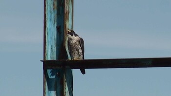 Peregrine Falcon 三重県 Sat, 3/6/2021