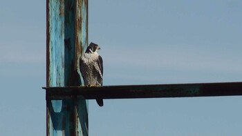 ハヤブサ 三重県 2021年3月6日(土)