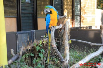 Blue-and-yellow Macaw 多摩動物園 Fri, 10/29/2021