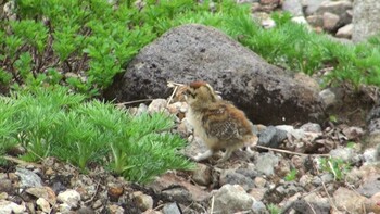 2011年7月25日(月) 室堂平の野鳥観察記録