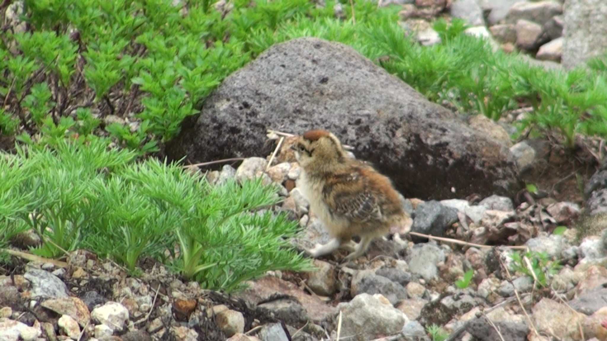 ライチョウ