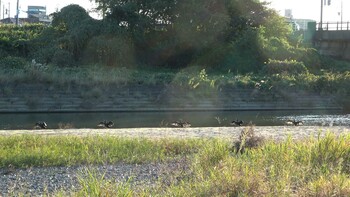 2021年10月29日(金) 三滝川の野鳥観察記録