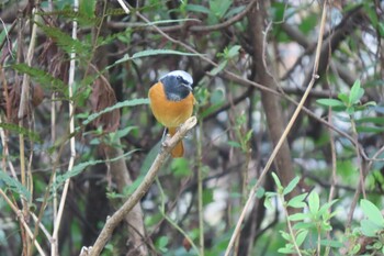 2021年10月31日(日) 石神井公園の野鳥観察記録