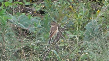 2021年10月17日(日) 三滝川の野鳥観察記録