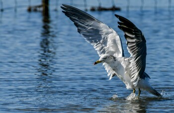 ウミネコ ふなばし三番瀬海浜公園 2021年10月24日(日)