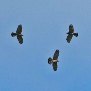 Grey-faced Buzzard Radar Hill(Thailand, Prachuap Khiri Khan) Fri, 10/22/2021