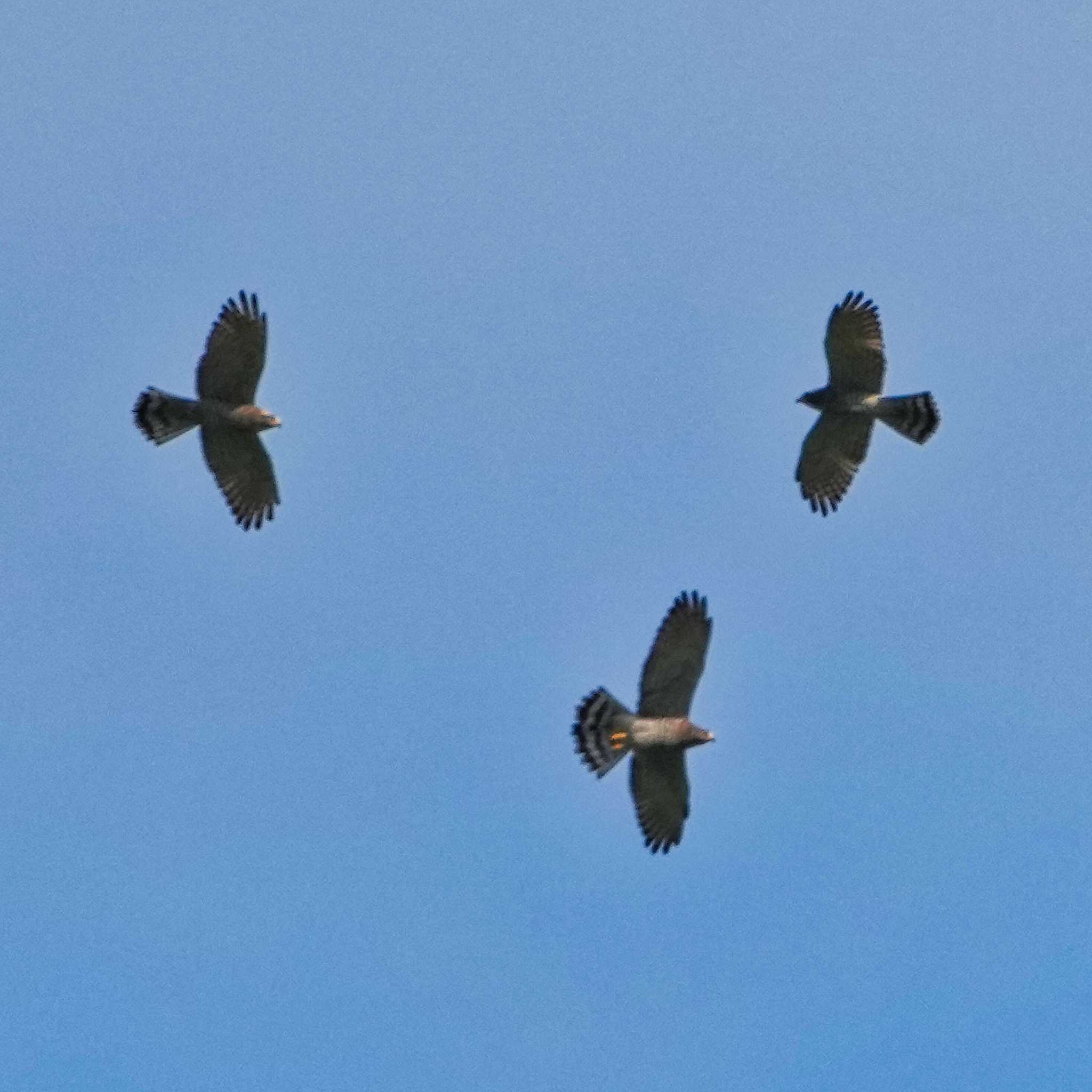 Photo of Grey-faced Buzzard at Radar Hill(Thailand, Prachuap Khiri Khan) by span265