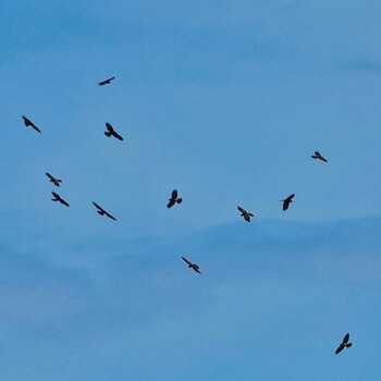 Grey-faced Buzzard Radar Hill(Thailand, Prachuap Khiri Khan) Fri, 10/22/2021