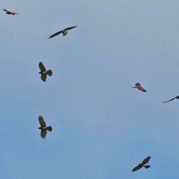 Grey-faced Buzzard Radar Hill(Thailand, Prachuap Khiri Khan) Fri, 10/22/2021