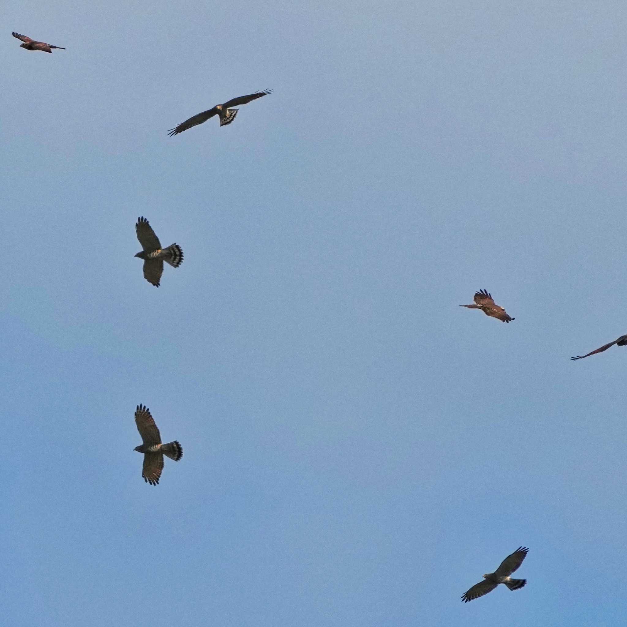 Grey-faced Buzzard