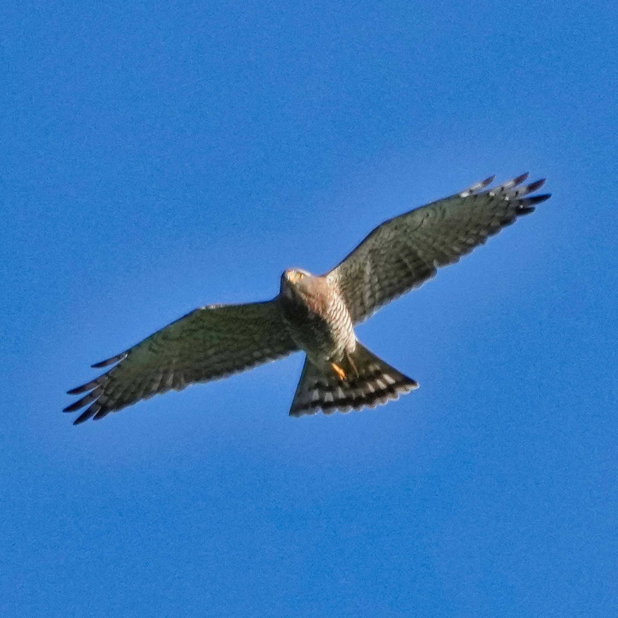 Grey-faced Buzzard