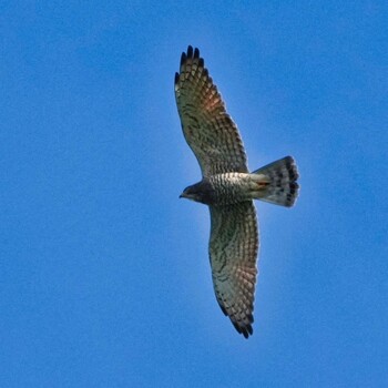 Grey-faced Buzzard Radar Hill(Thailand, Prachuap Khiri Khan) Fri, 10/22/2021