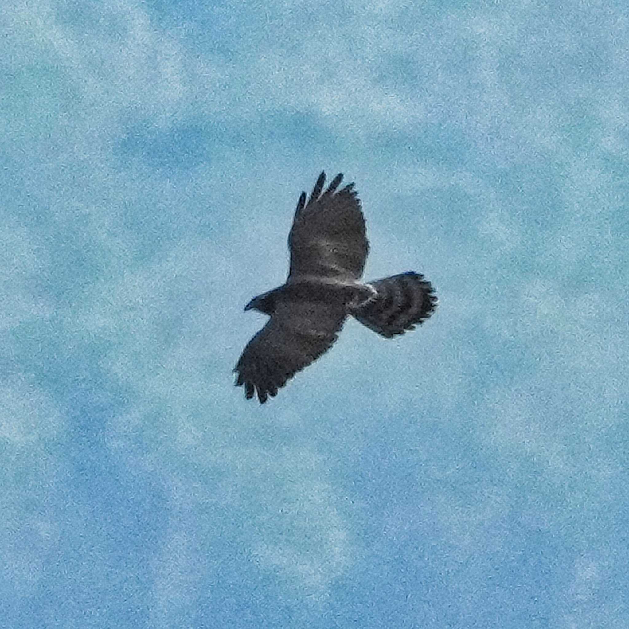 Grey-faced Buzzard