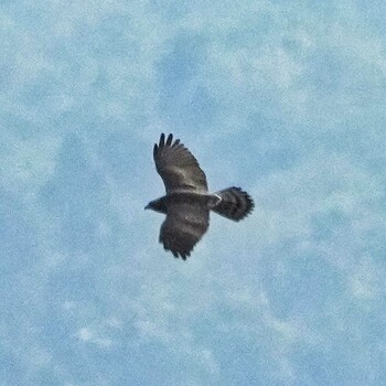 Grey-faced Buzzard Radar Hill(Thailand, Prachuap Khiri Khan) Fri, 10/22/2021