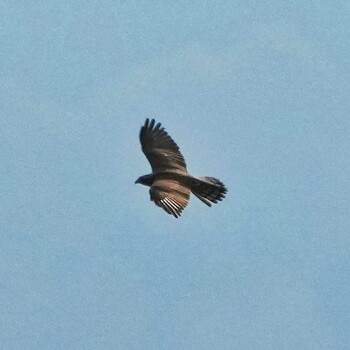 Grey-faced Buzzard Radar Hill(Thailand, Prachuap Khiri Khan) Fri, 10/22/2021