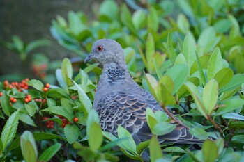 White-bellied Green Pigeon 相模原市南区 Sat, 10/30/2021