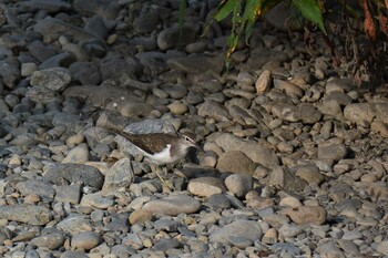 Mon, 9/13/2021 Birding report at 多摩川二ヶ領上河原堰