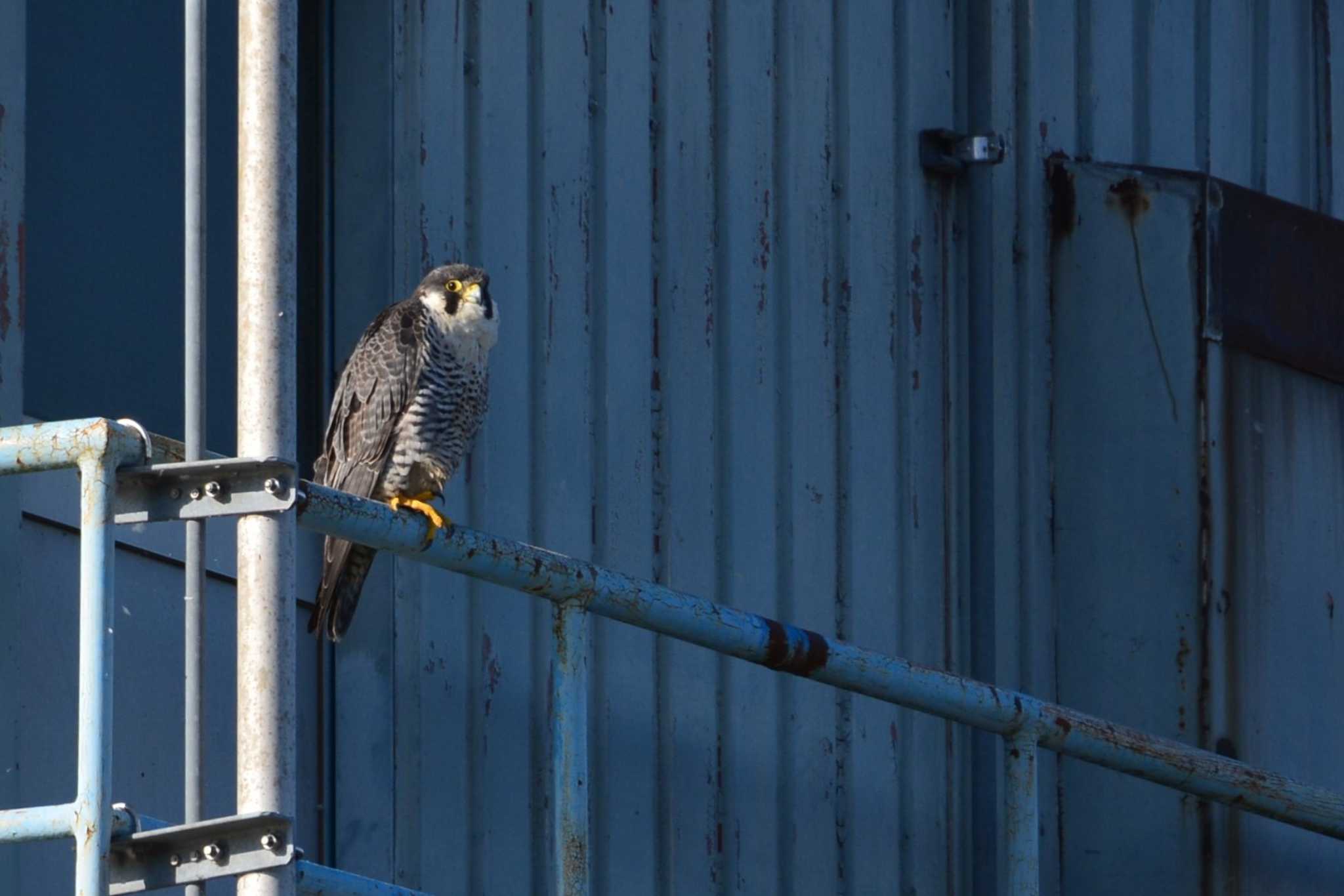 Peregrine Falcon