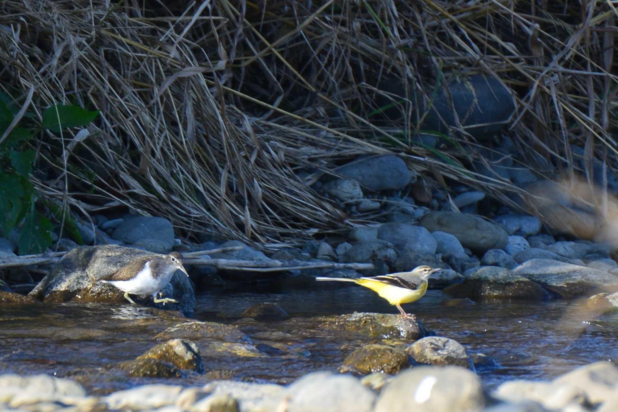 Grey Wagtail