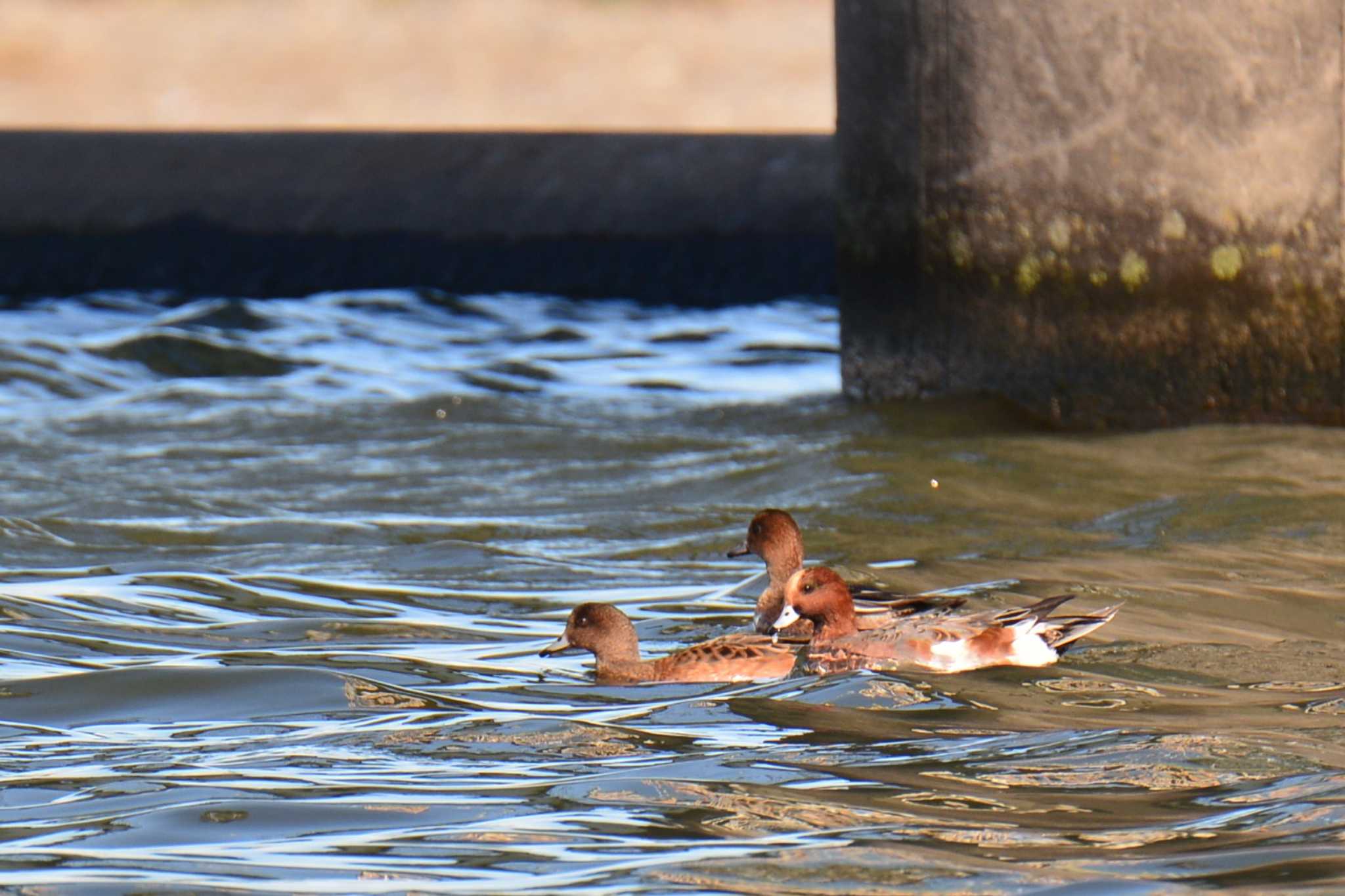 Eurasian Wigeon