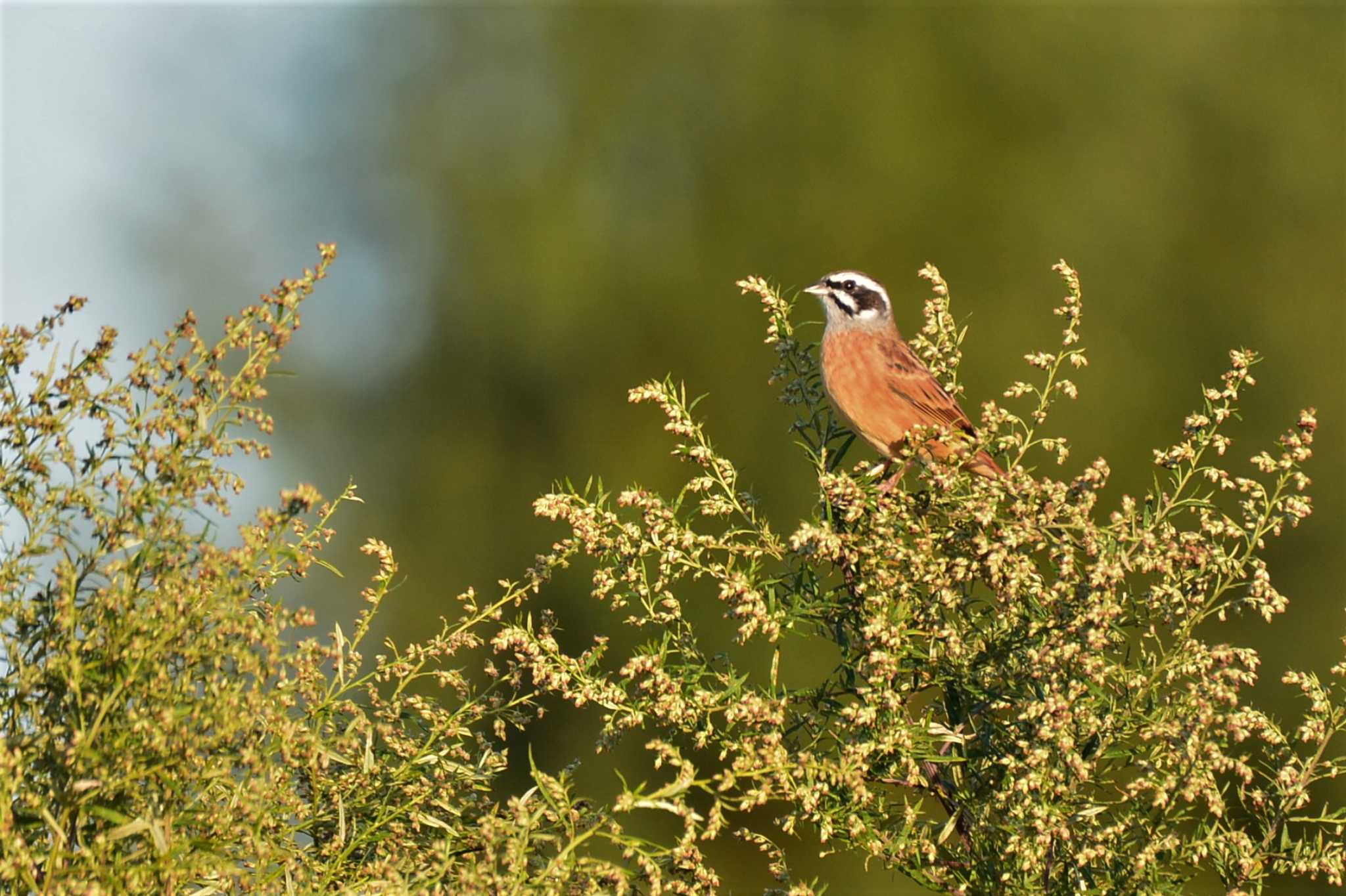 Meadow Bunting