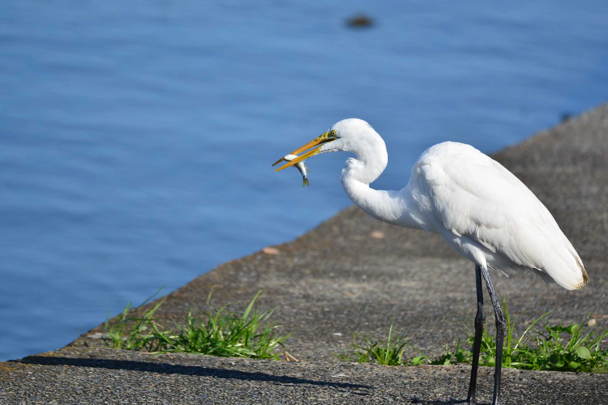 Great Egret