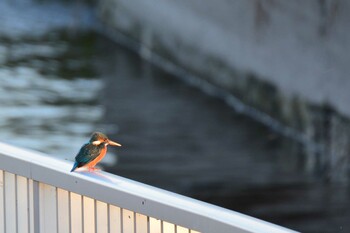 2021年10月29日(金) 多摩川二ヶ領上河原堰の野鳥観察記録